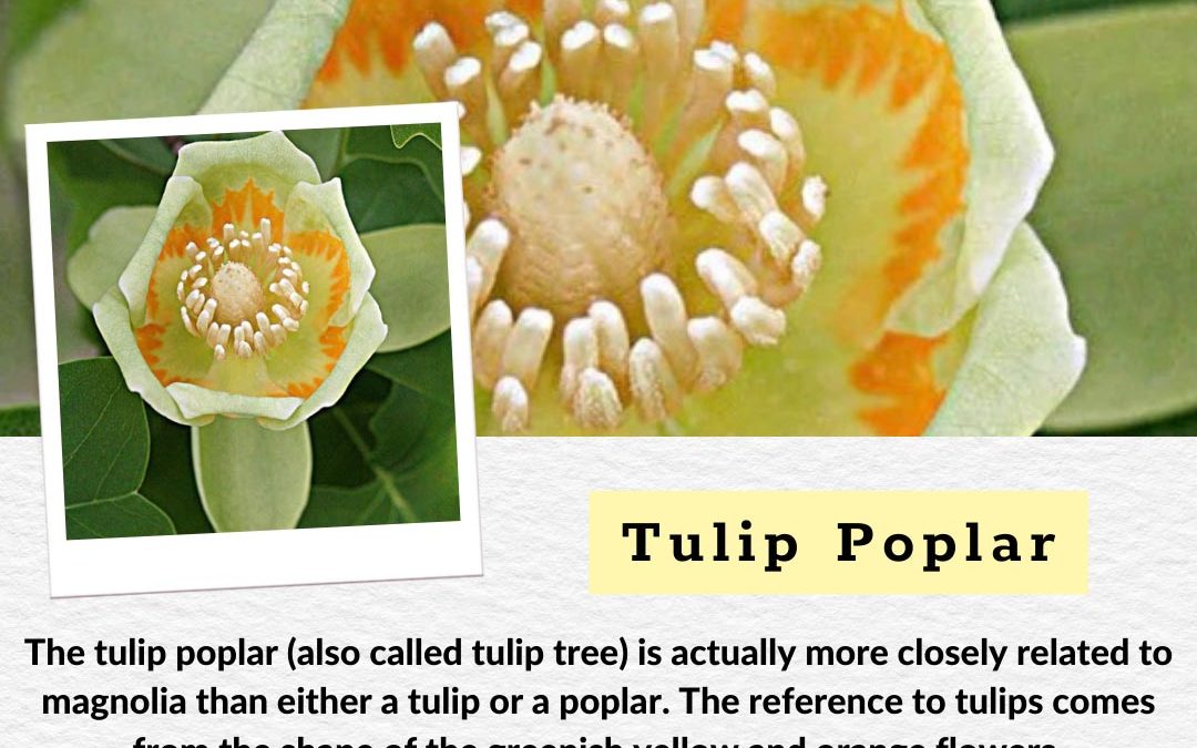 Overcoming Low Self Esteem with Tulip Poplar