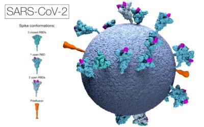 Vaxxed v. Unvaxxed