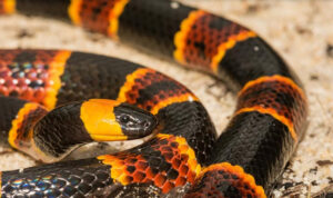 POISONOUS VENOM SIDE EFFECTS NEARLY IDENTICAL TO PRESCRIPTION MEDICATION