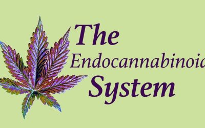 26 Powerful Ways to Boost Your Endocannabinoid System