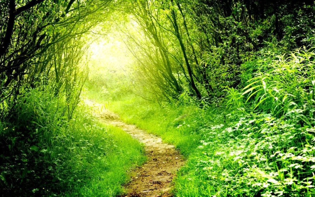 The Path Least Travelled